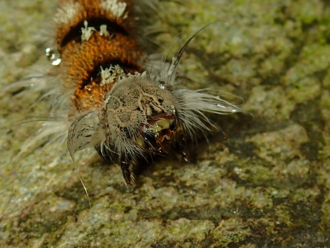 クヌギカレハ幼虫