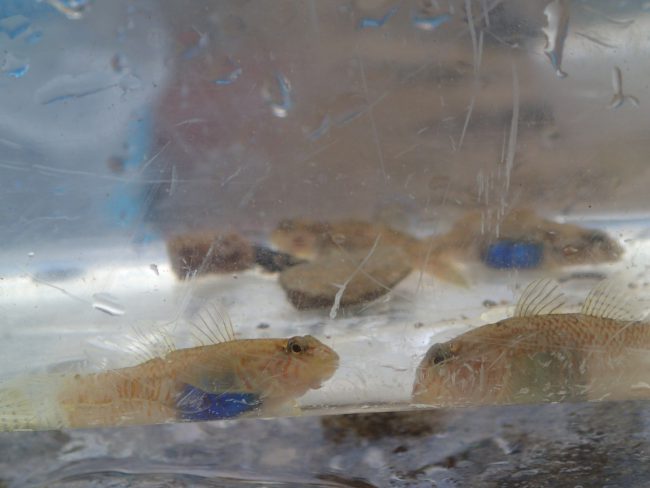 捕れるお魚はシマヨシノボリ、青い卵が美しいです