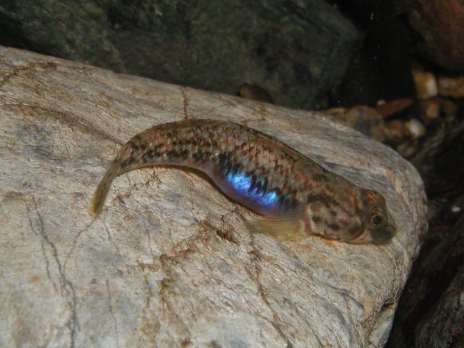 シマヨシノボリの卵は青く光ります