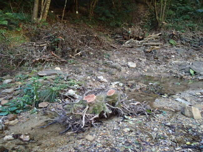 2026/2/13　危なそうな大木が伐採されていました