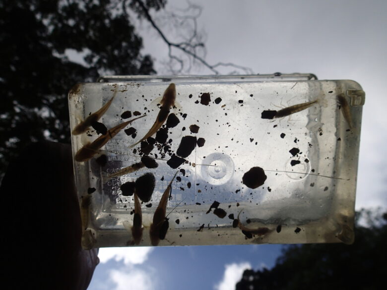 2025/3/02　春でもこれぐらいの量の魚は捕れます(最後にはリリースしています)