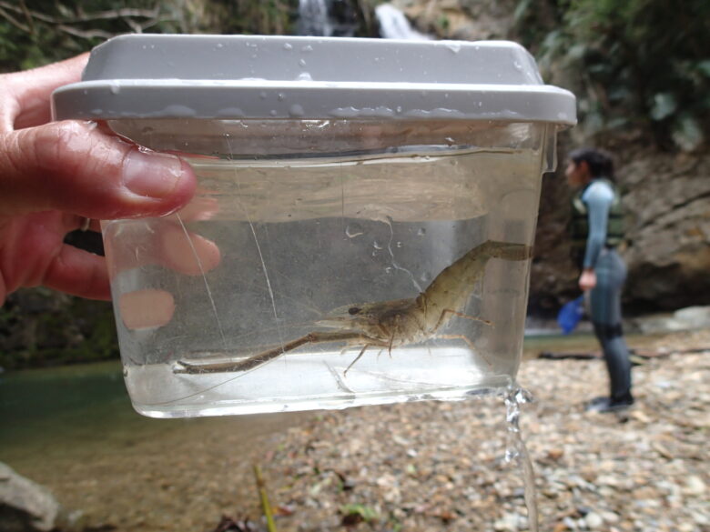 2025/3/17　滝の水がきれいなのでテナガエビも捕れたりします(最後にリリースしています)