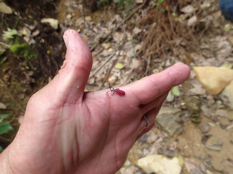 2025/3/17　カクムネベニボタル