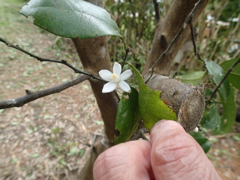 2025/3/18　シークワーサー開花