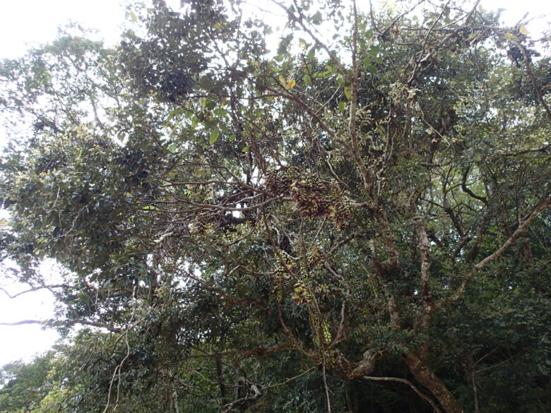 2025/3/20　イルカンダ開花