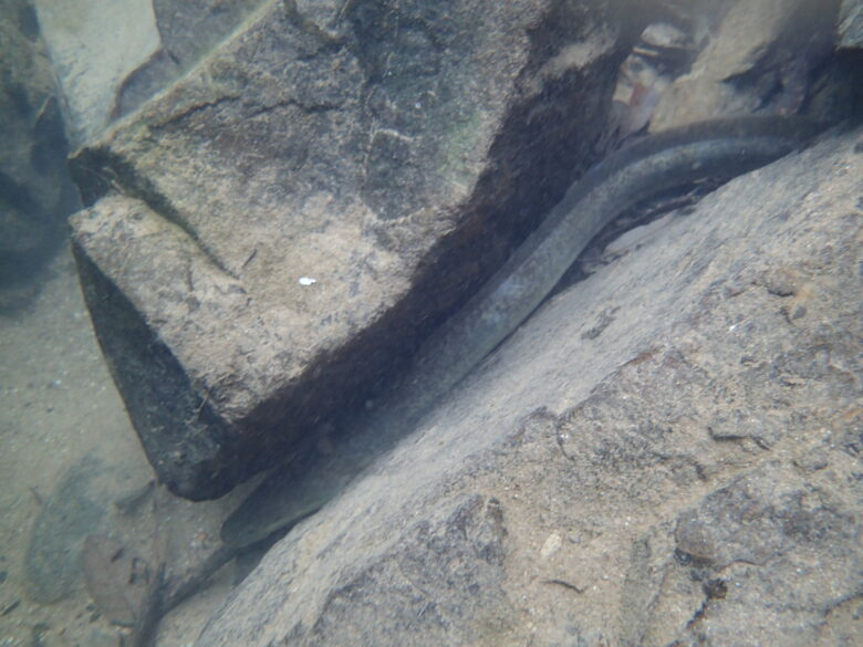 2025/3/21　オオウナギ登場