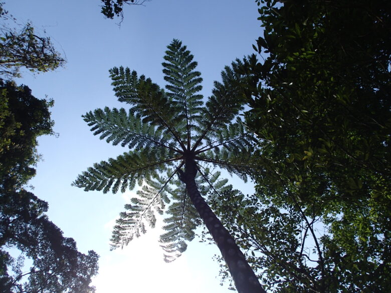 2025/3/21　ヒカゲヘゴは通年美しいです
