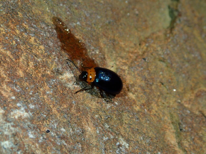 2025/3/11　イチモンジハムシ