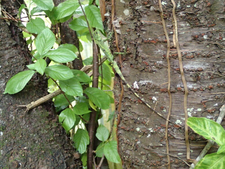 2025/3/11　オキナワキノボリトカゲ、オス