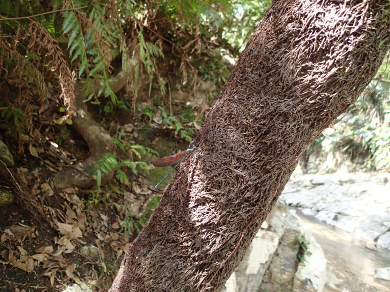 2025/4/3　リュウキュウハグロトンボ