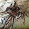 2025/4/3　オオハシリグモ