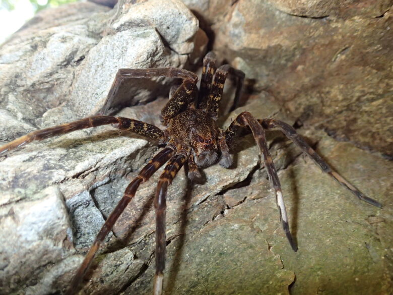 2025/4/3　オオハシリグモ