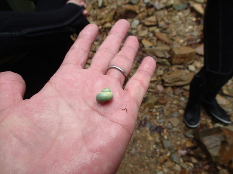 2025/4/6　アオミオカタニシ