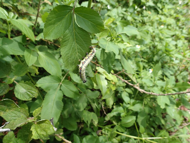 2025/4/12　フクラスズメ幼虫