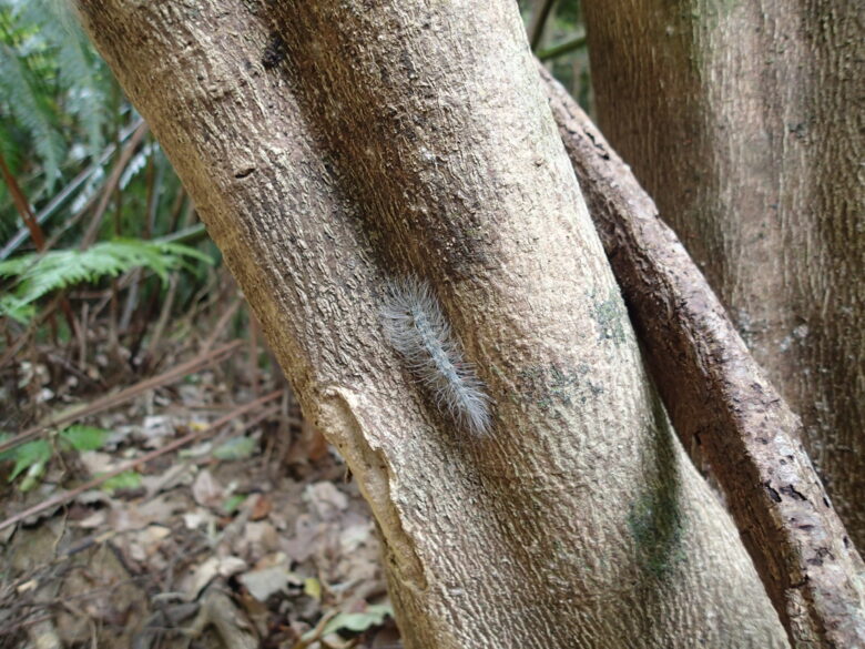 2025/4/17　ルリモンホソバ、幼虫
