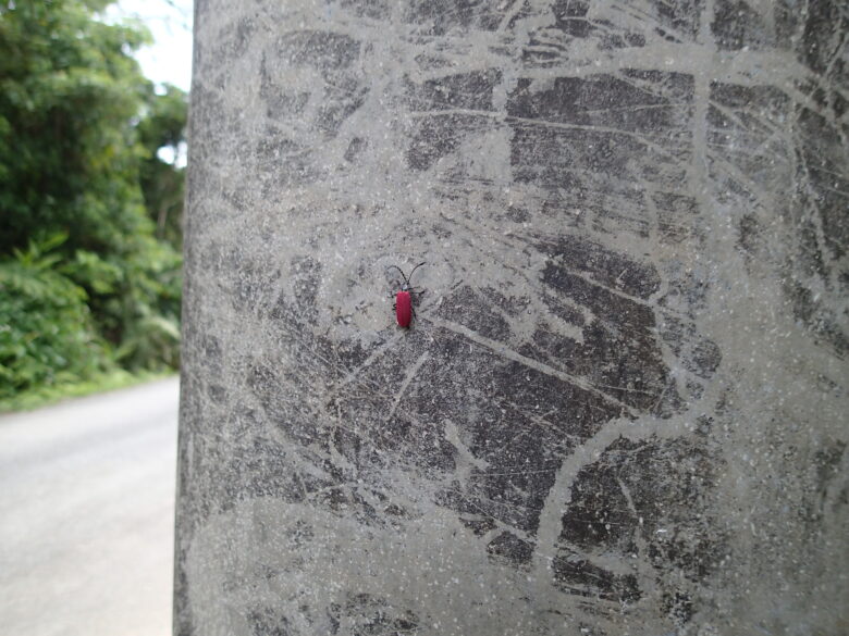 2025/4/17　カクムネベニボタル