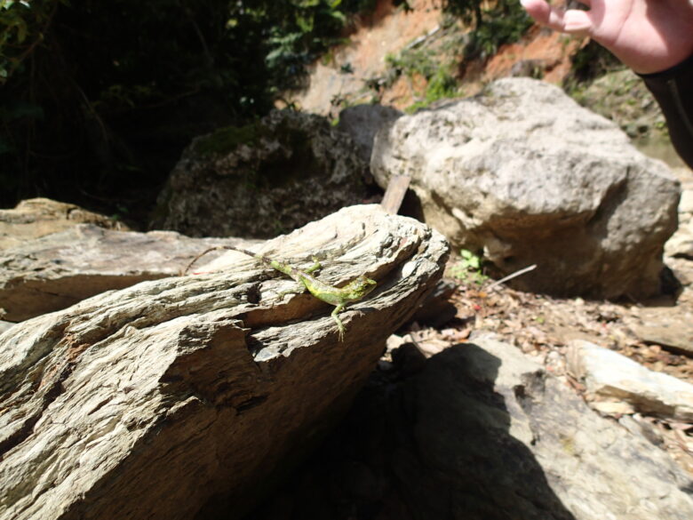 2025/4/19　オキナワキノボリトカゲ、オス