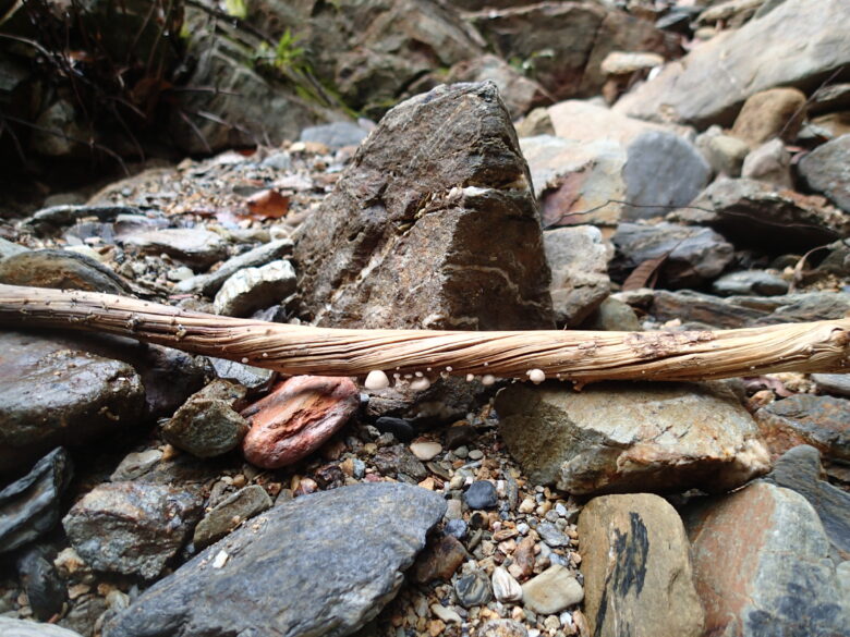 2025/4/25　キノコ類