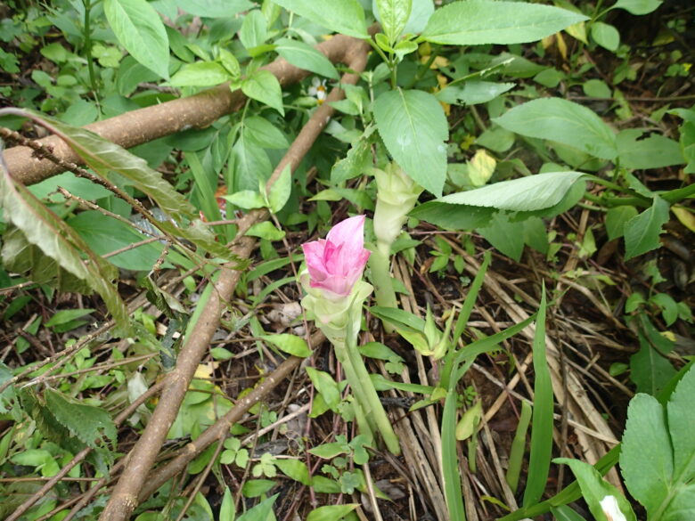 2025/4/26　ウコン開花