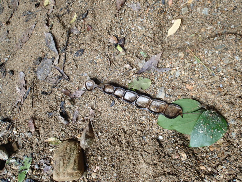 2025/4/27　イルカンダの豆鞘