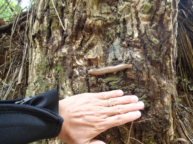 2025/4/27　ヤンバルヤマナメクジ