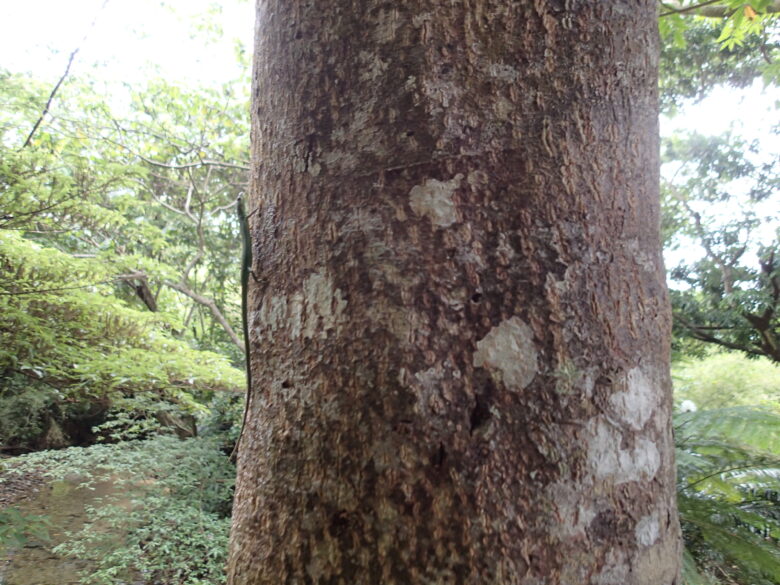 2025/4/27　アオカナヘビ、メス