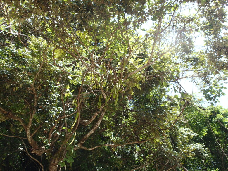 2025/4/29　イルカンダの豆鞘