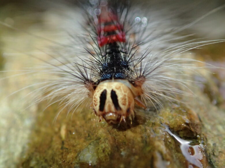 2025/4/29　マイマイガ幼虫