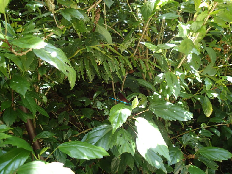 2025/4/30　リュウキュウハグロトンボ、オス