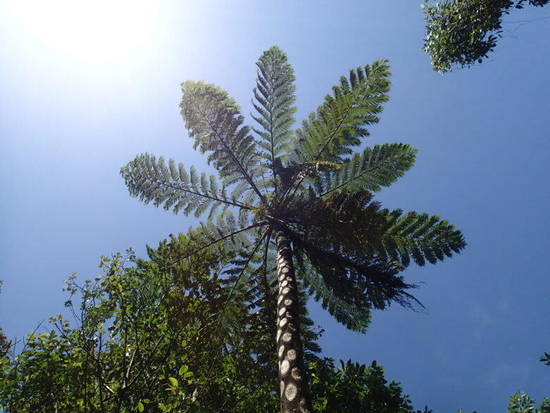 2025/5/3　ヒカゲヘゴ