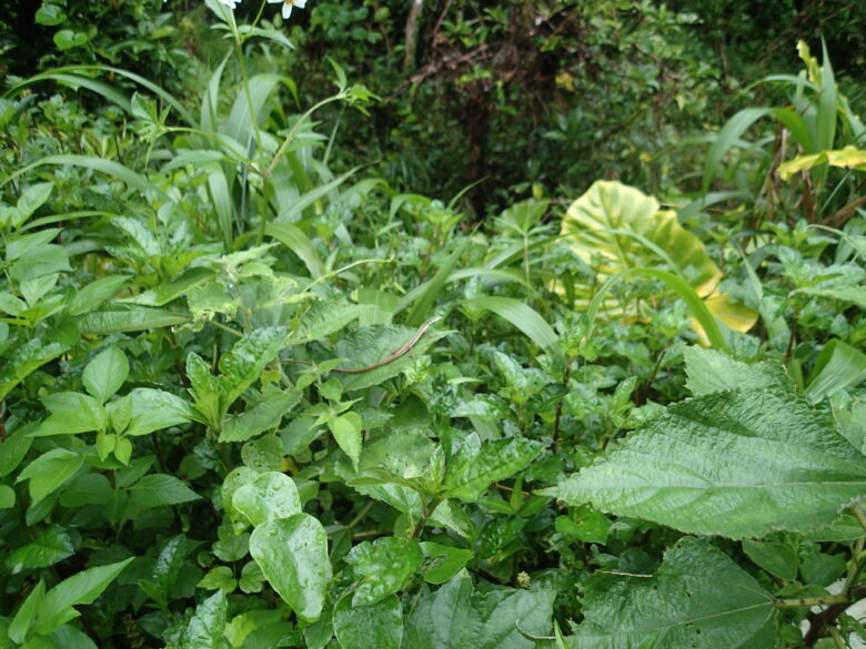 2025/5/5　アオカナヘビ、オス