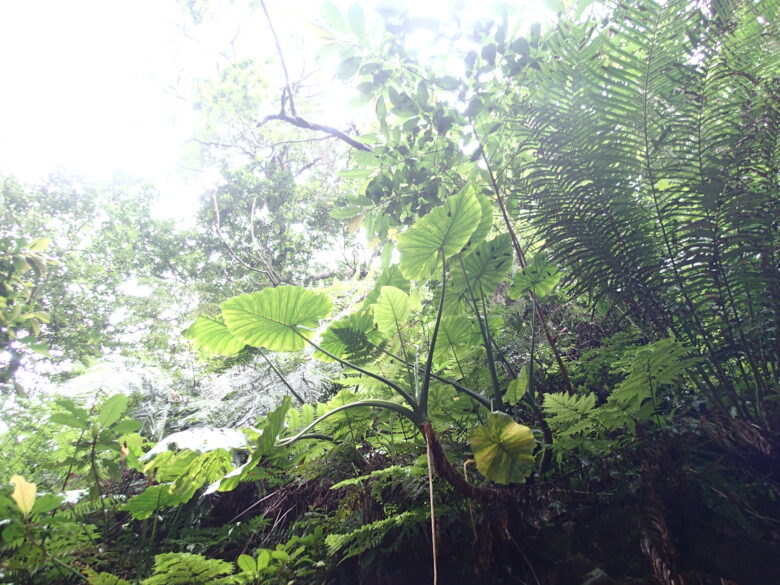 2025/5/13　ジャングルに育つクワズイモ