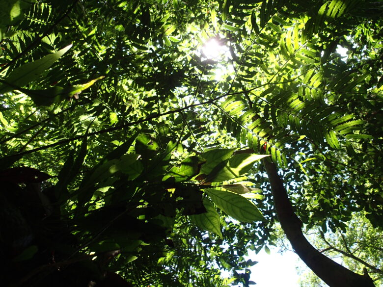 2025/5/21　木漏れ日と緑が美しい