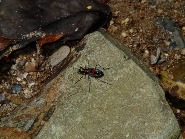 2025/5/21　オキナワハンミョウ