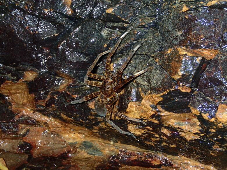 2025/5/23　オオハシリグモ