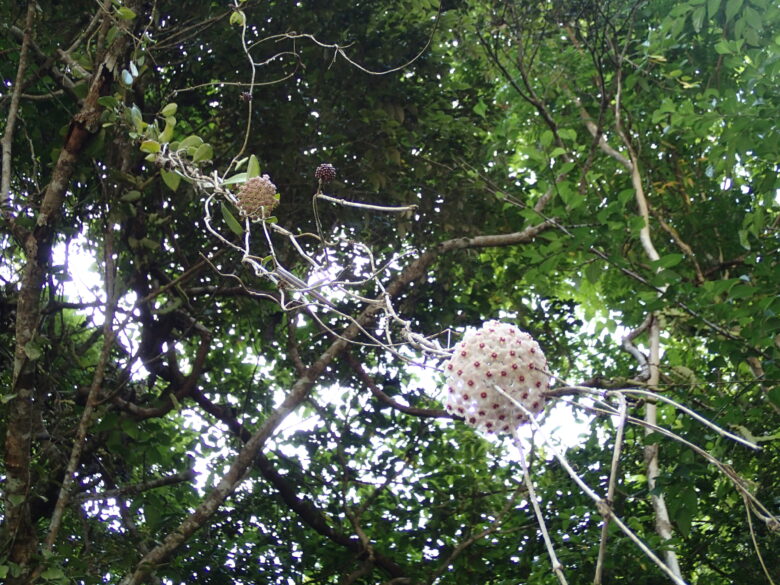 2025/5/23　サクララン開花