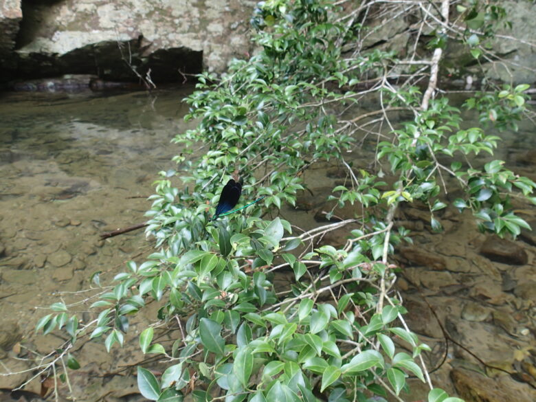 2025/6/7　リュウキュウハグロトンボ、オス