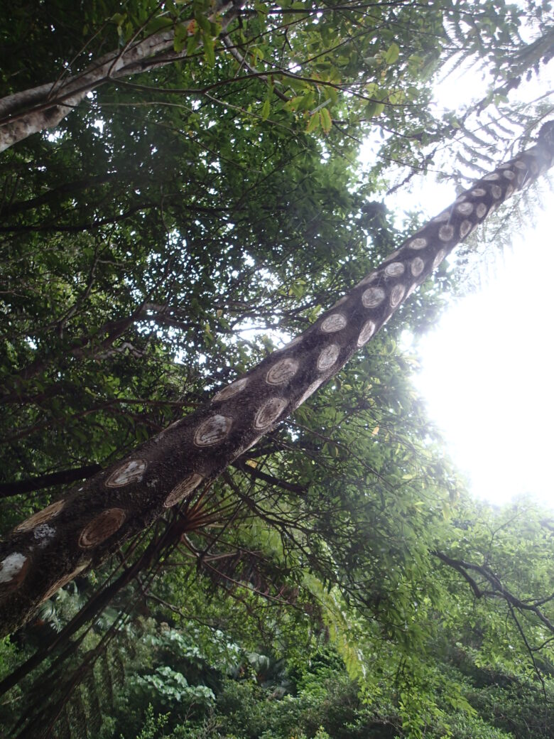 2025/6/7　ヒカゲヘゴ