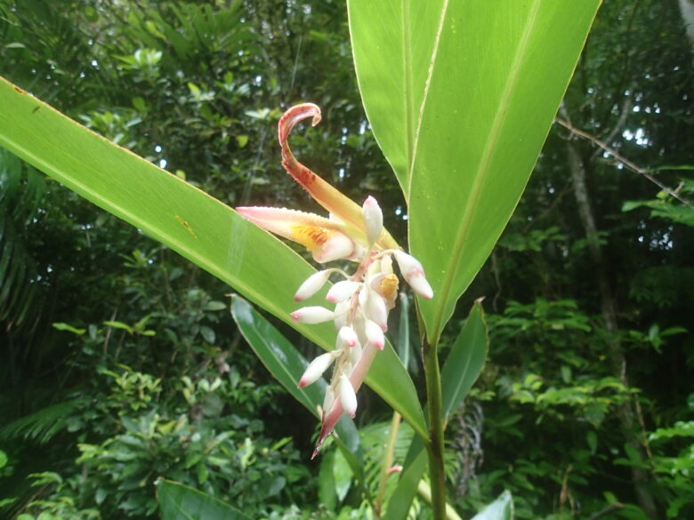 2025/6/7　ゲットウ開花