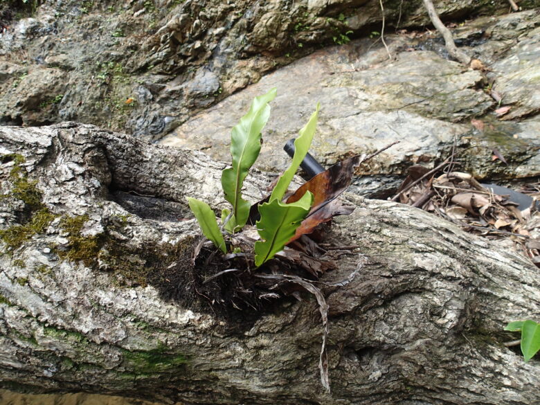 2025/6/8　オオタニワタリ