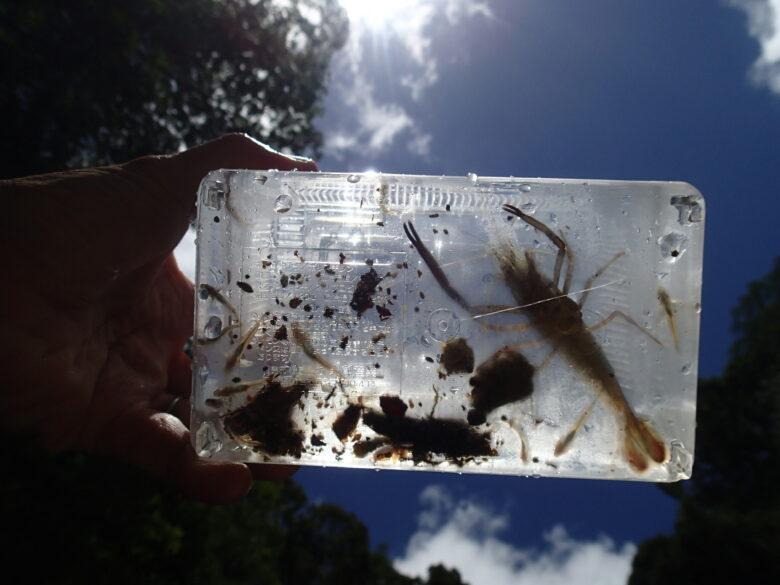 2025/6/11　本日は大漁なり~(観察後リリースしています)