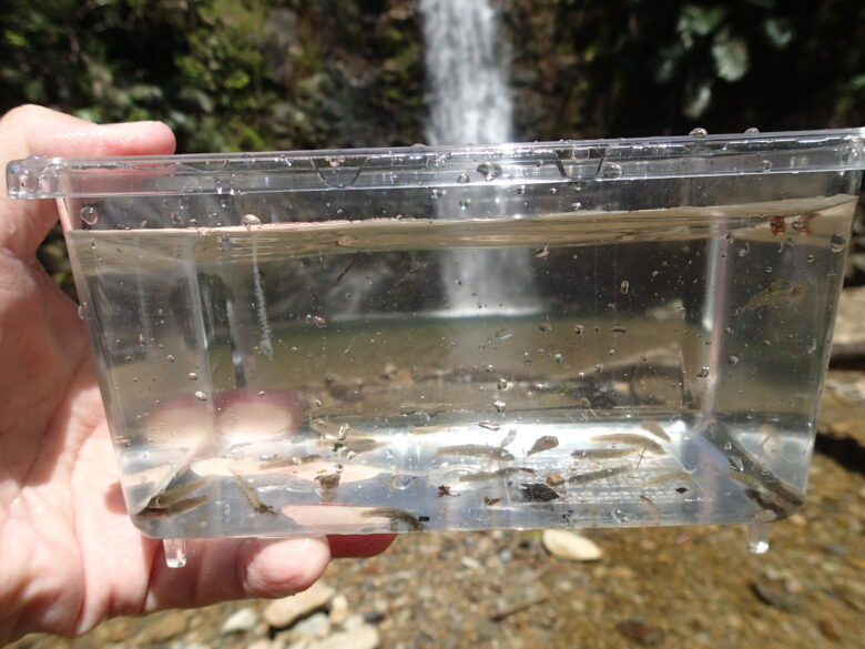 2025/6/15　魚すくいの成果(観察後リリースしています)