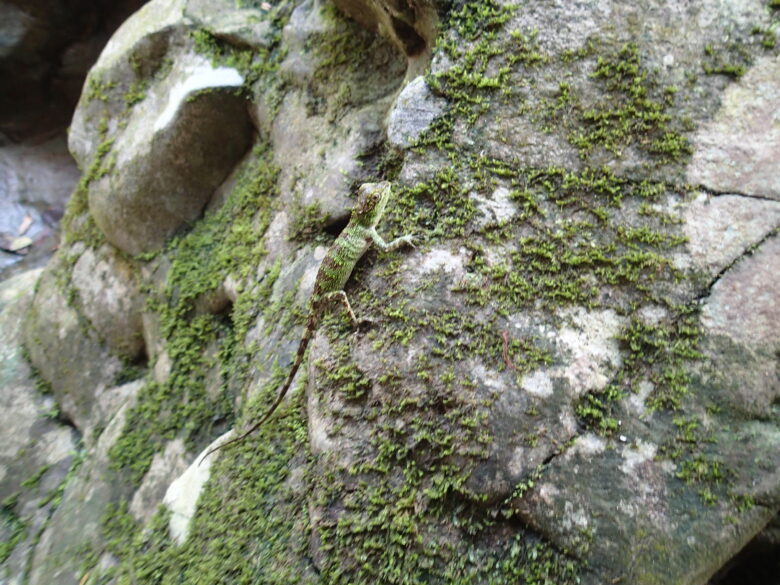 2025/6/16　オキナワキノボリトカゲ、メス