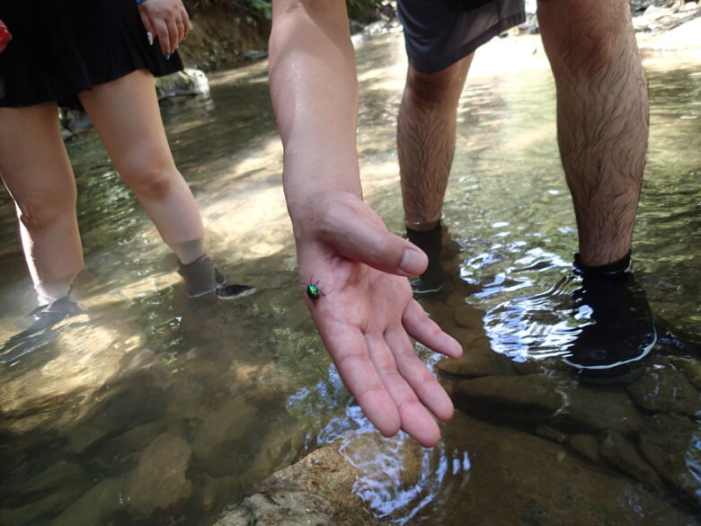 2025/6/20　ナナホシキンカメムシ