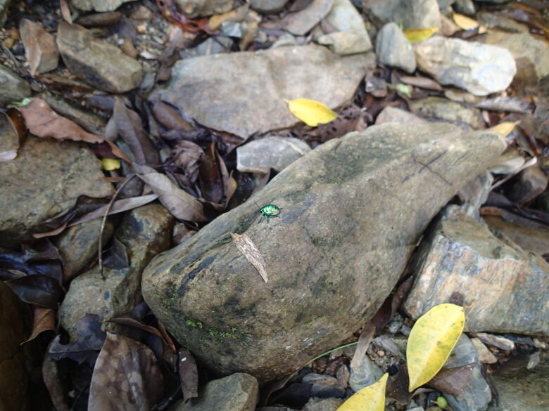 2025/6/21　ナナホシキンカメムシ