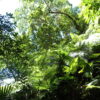 2025/6/21　緑豊かなジャングルの風景が美しい