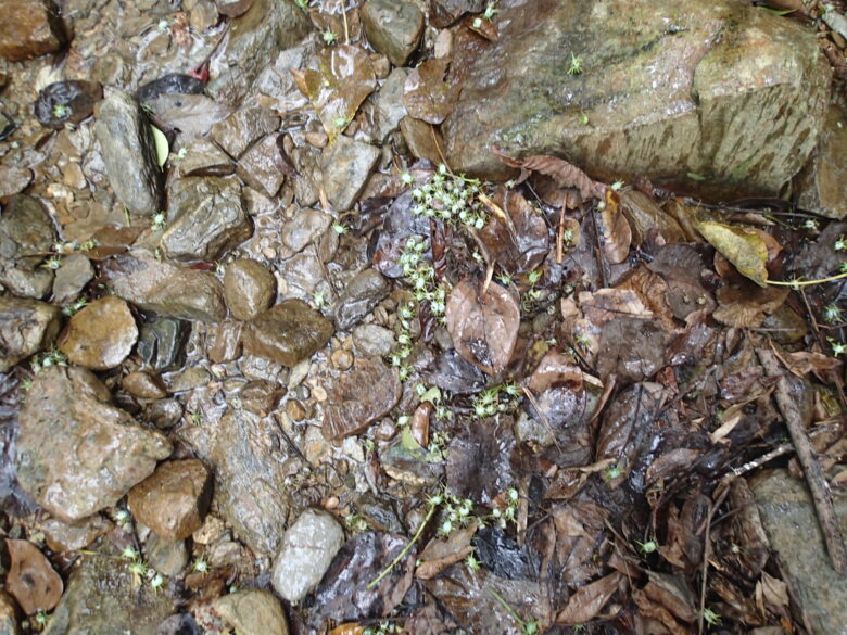 2025/6/26　オオバギの実