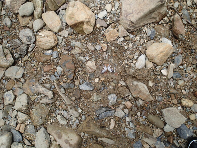 2025/6/27　イシガケチョウ