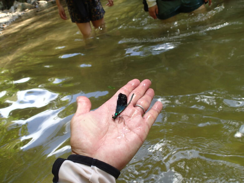 2025/6/27　リュウキュウハグロトンボが……