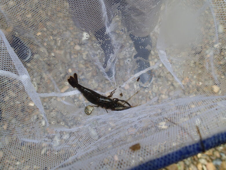 2025/6/27　エビ取ったどぉー(観察後、リリースしています)